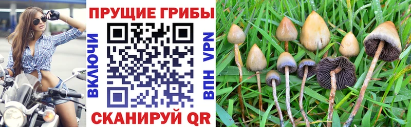 как найти Жуков Галлюциногенные грибы GOLDEN TEACHER